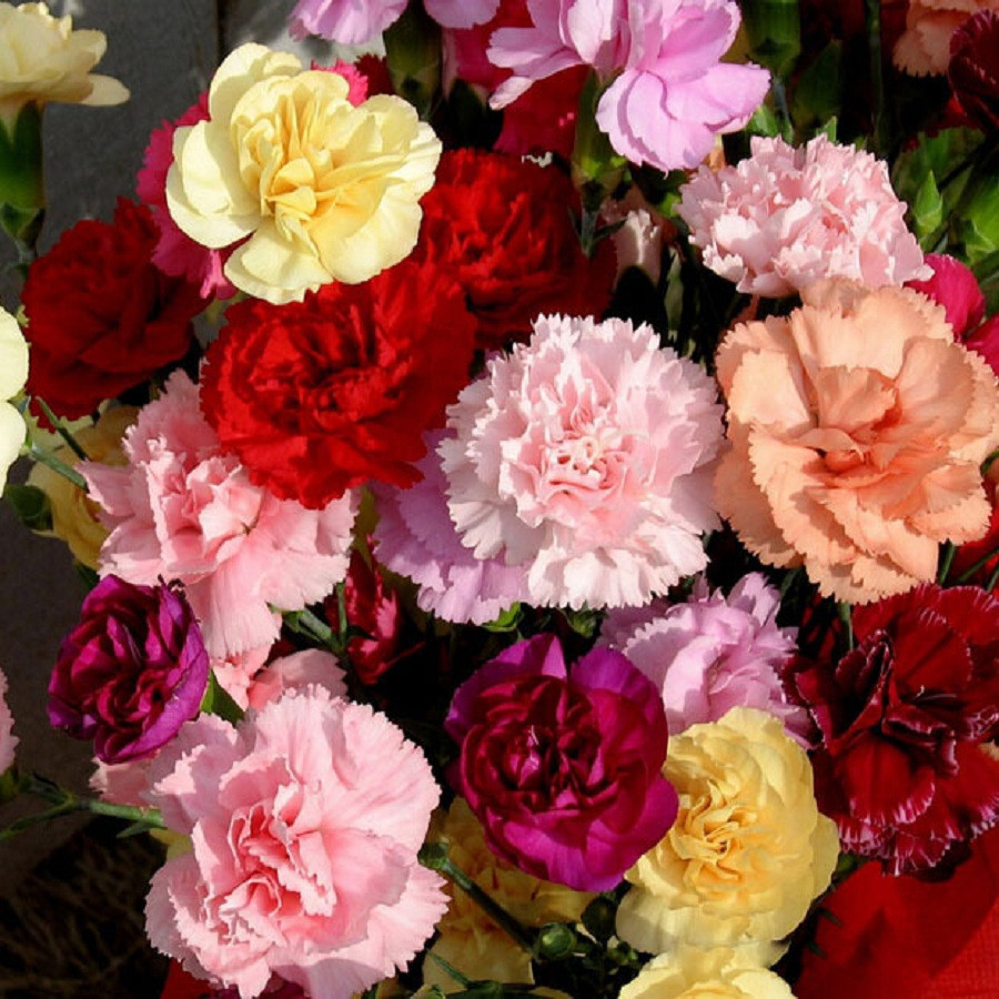 Carnation Mix - Roshan Seeds